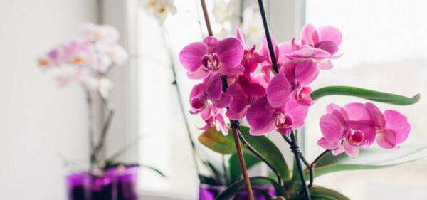Лучшее домашнее удобрение для орхидей: попробуйте !